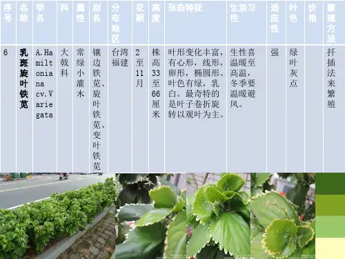 彩叶植物种类及应用调查研究报告