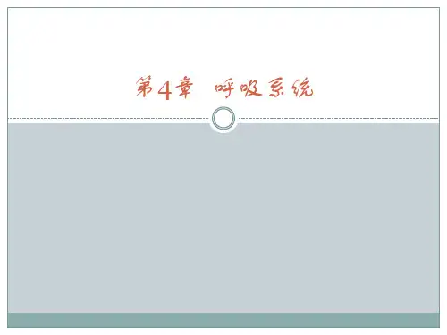 中职《人体解剖学》PPT第4章  呼吸系统