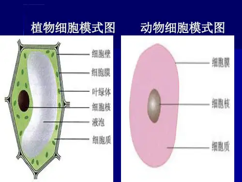 七年级上册生物重点图册ppt课件