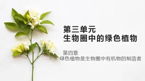 3.4 绿色植物是生物圈有机物的制造者-七年级生物上册课件(人教版)