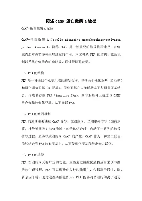 简述camp-蛋白激酶a途径