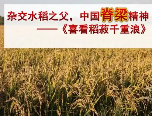 全国中学语文青年教师教学展示活动一等奖《喜看稻菽千重浪》教学展示精品课件