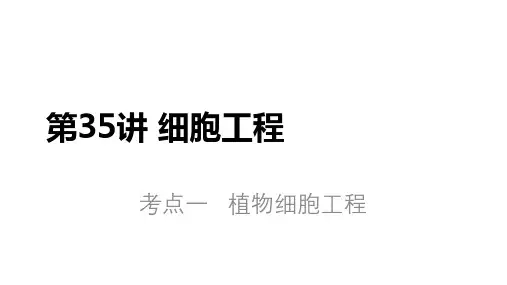 2024届高三生物一轮复习课件第35讲+植物细胞工程