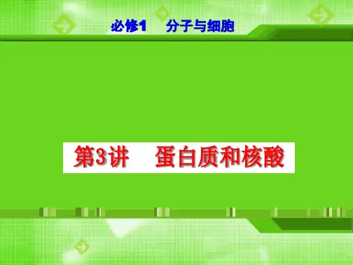 第3讲 蛋白质和核酸(课件)2024年高考生物一轮复习