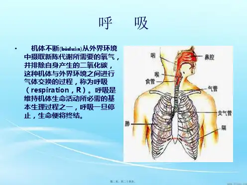 第三节-呼吸的观察课件