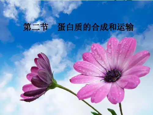 蛋白质的合成和运输