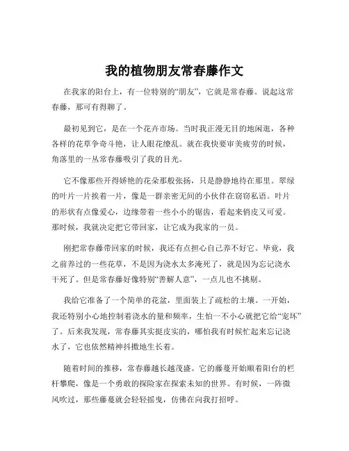 我的植物朋友常春藤作文