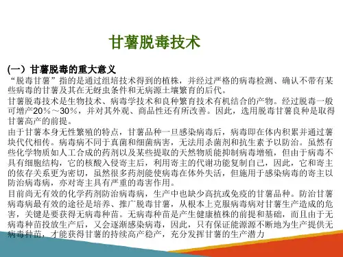 脱毒甘薯栽培技术(甘薯生产技术课件)