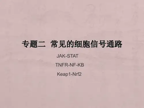 专题二   常见的细胞信号转导通路