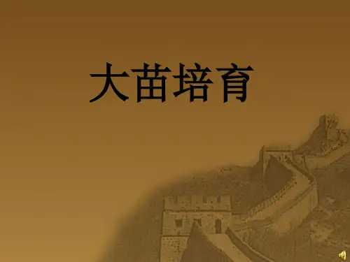 大苗培育