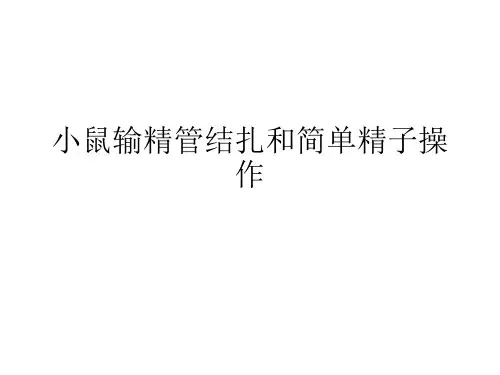 小鼠输精管结扎和简单精子操作
