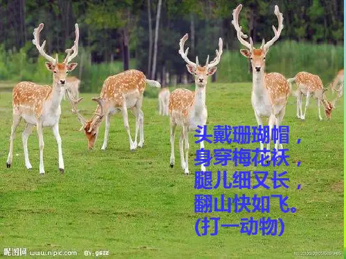 【新】三年级语文上册第七组28《狮子和鹿》课件1.ppt