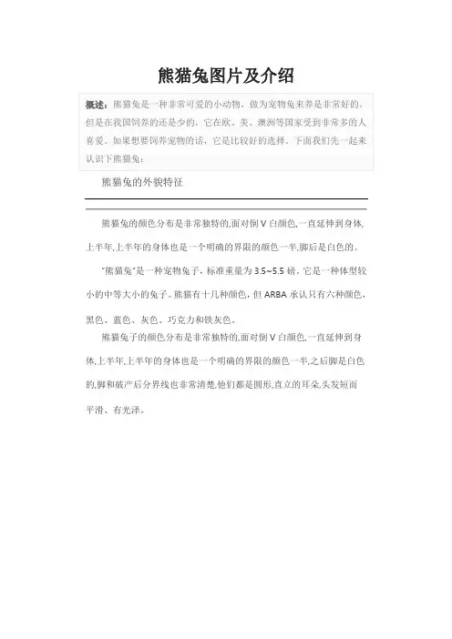 熊猫兔图片及介绍