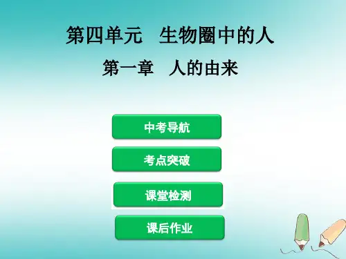 中考生物 第四单元 第一章 人的由来复习