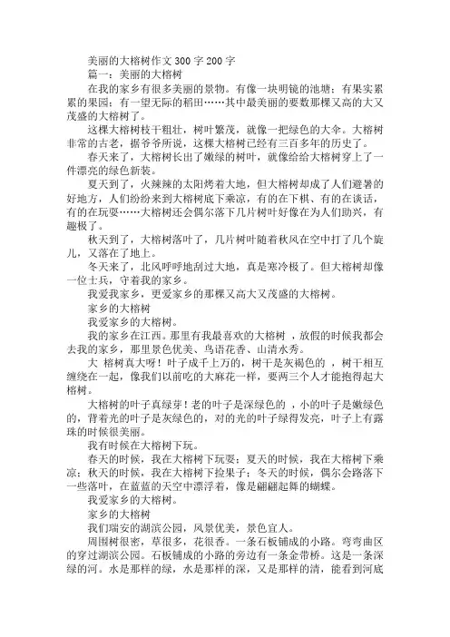 美丽的大榕树作文300字200字