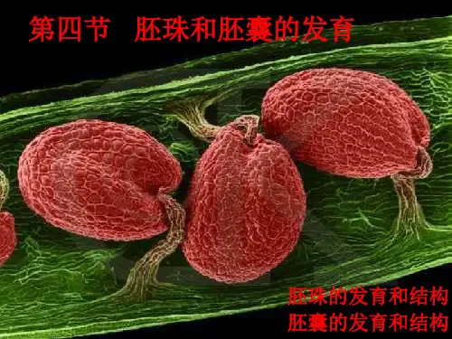 《植物学》第四节   胚珠和胚囊的发育