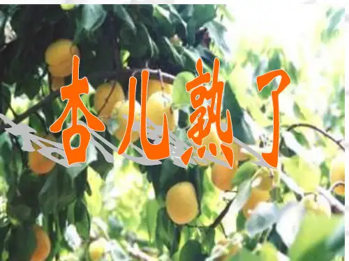 13.杏儿熟了  课件