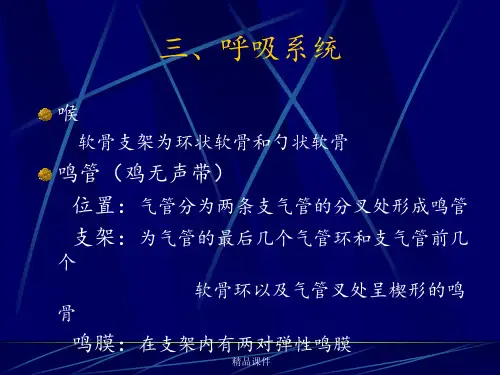 鸡的解剖-呼吸系统-泌尿系统-生殖系统