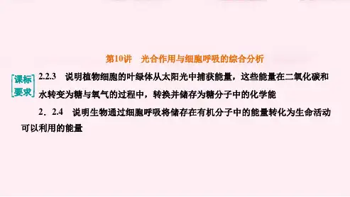 高考专题复习：第10讲  光合作用与细胞呼吸的综合分析(必修1  分子与细胞)(共64张PPT)