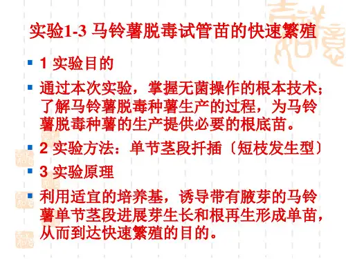 实验13马铃薯脱毒试管苗快速繁殖