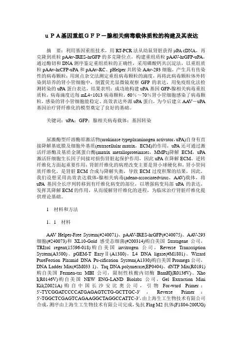 uPA基因重组GFP-腺相关病毒载体质粒的构建及其表达
