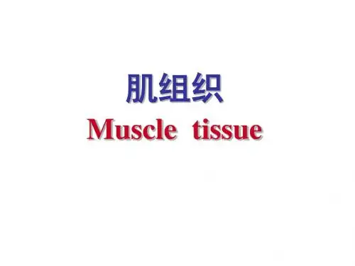 第六章 肌组织