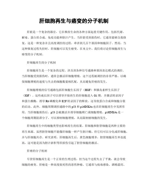 肝细胞再生与癌变的分子机制