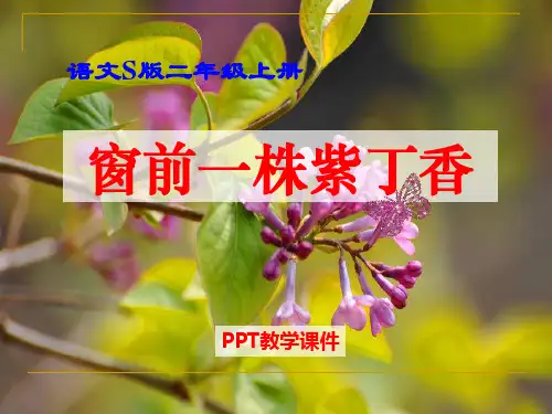 《窗前一株紫丁香》课件下载
