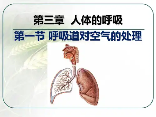 人教版版七年级下册第三章 人体的呼吸 复习课件 (共43张PPT)