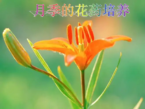 花药的离体培养上课课件