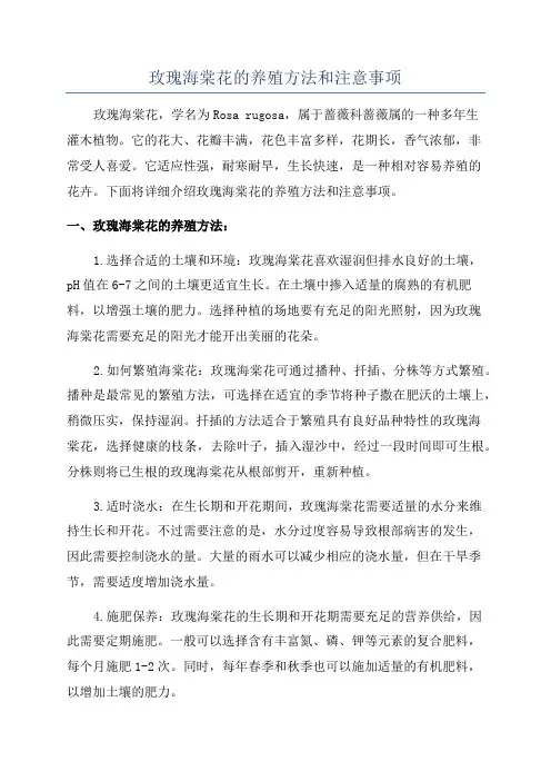 玫瑰海棠花的养殖方法和注意事项