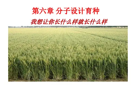 第六章分子设计育种.ppt