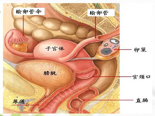 产后尿潴留电子版本