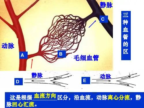 生物血液循环-体循环和肺循环PPT课件
