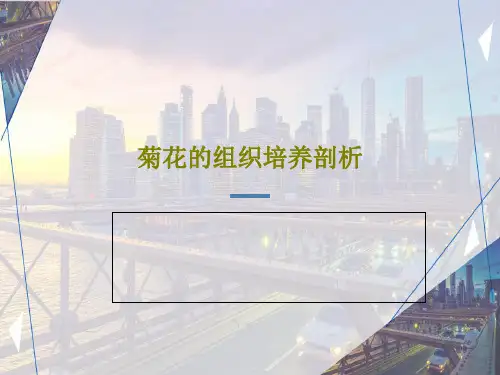 菊花的组织培养剖析30页PPT