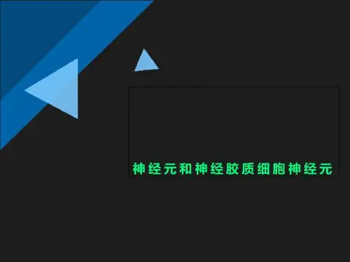 神经元和神经胶质细胞神经元