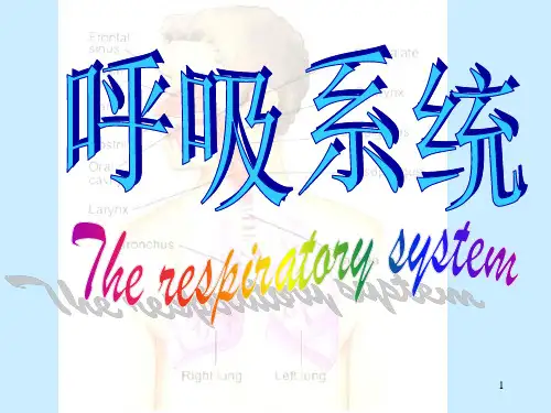 人体解剖学呼吸系统ppt课件