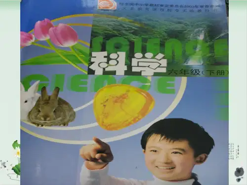 六年级下册科学课件有趣的食物链 苏教版