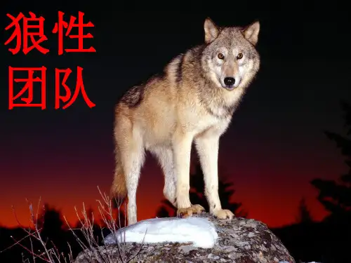 狼性团队PPT讲义