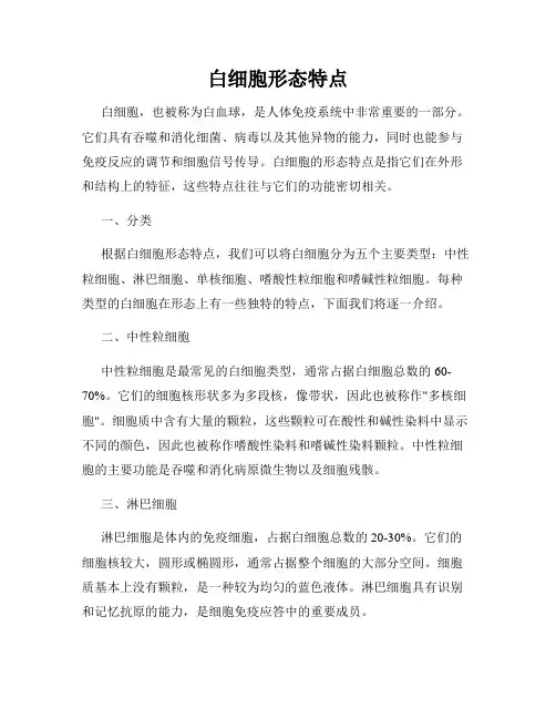 白细胞形态特点
