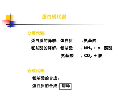 基础生物化学第十二章 氨基酸代谢.ppt