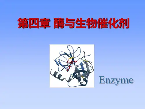 生物化学课件4酶与生物催化剂