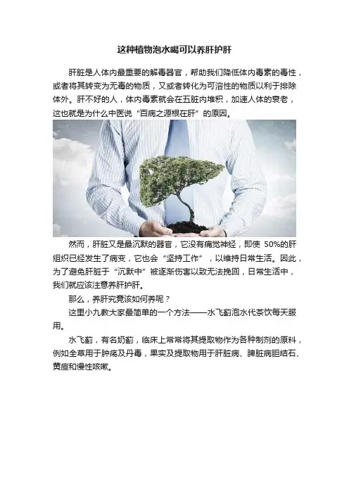 这种植物泡水喝可以养肝护肝