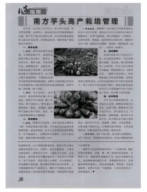 南方芋头高产栽培管理