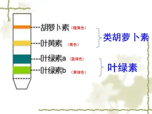 光反应和碳反应