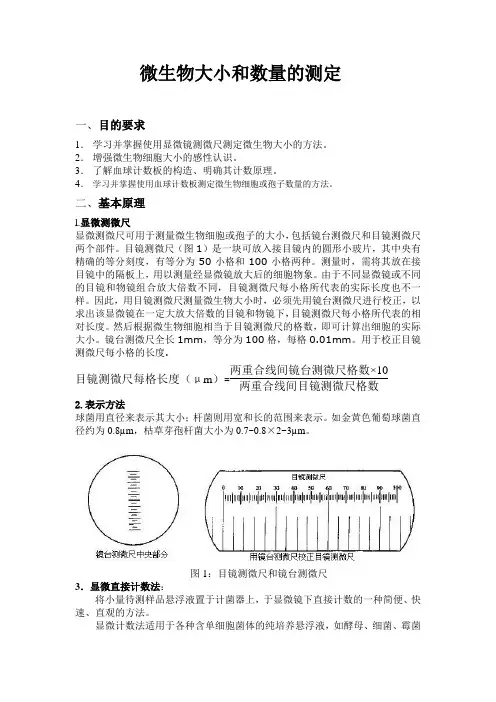 微生物大小的测定及显微镜直接计数法
