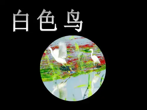 白色鸟