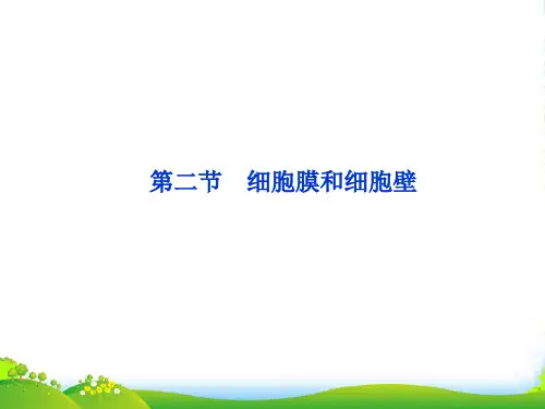 高中生物 第二章第二节细胞膜和细胞壁课件 浙科必修1