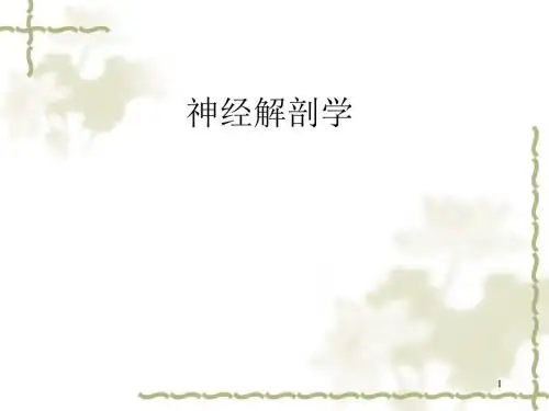 海马的结构及功能PPT优质课件