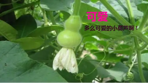 14 我要的是葫芦 课件(共23张PPT)